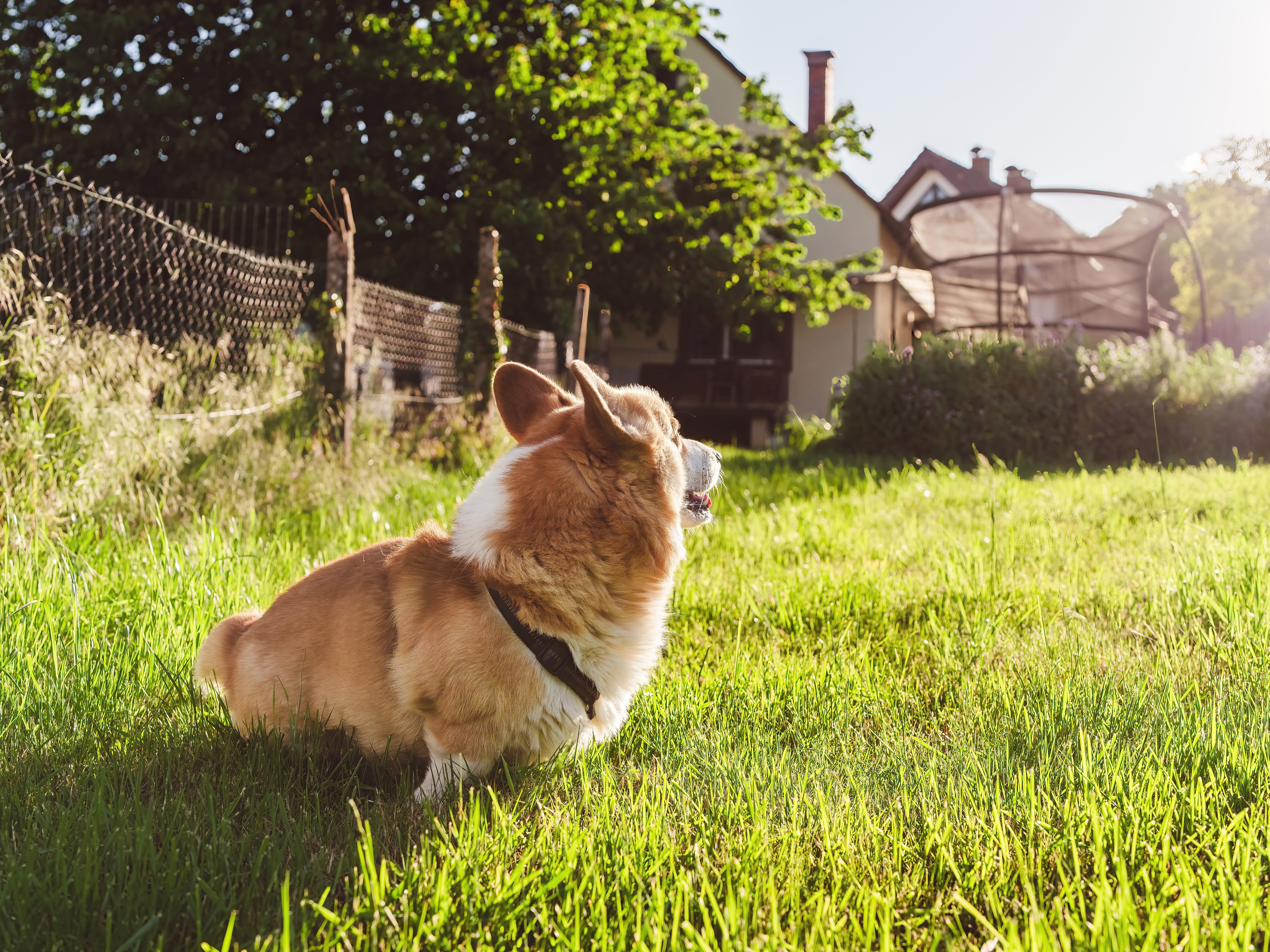 Benji, der Corgi, genießt die Frühlingssonne im Garten von Bammental.