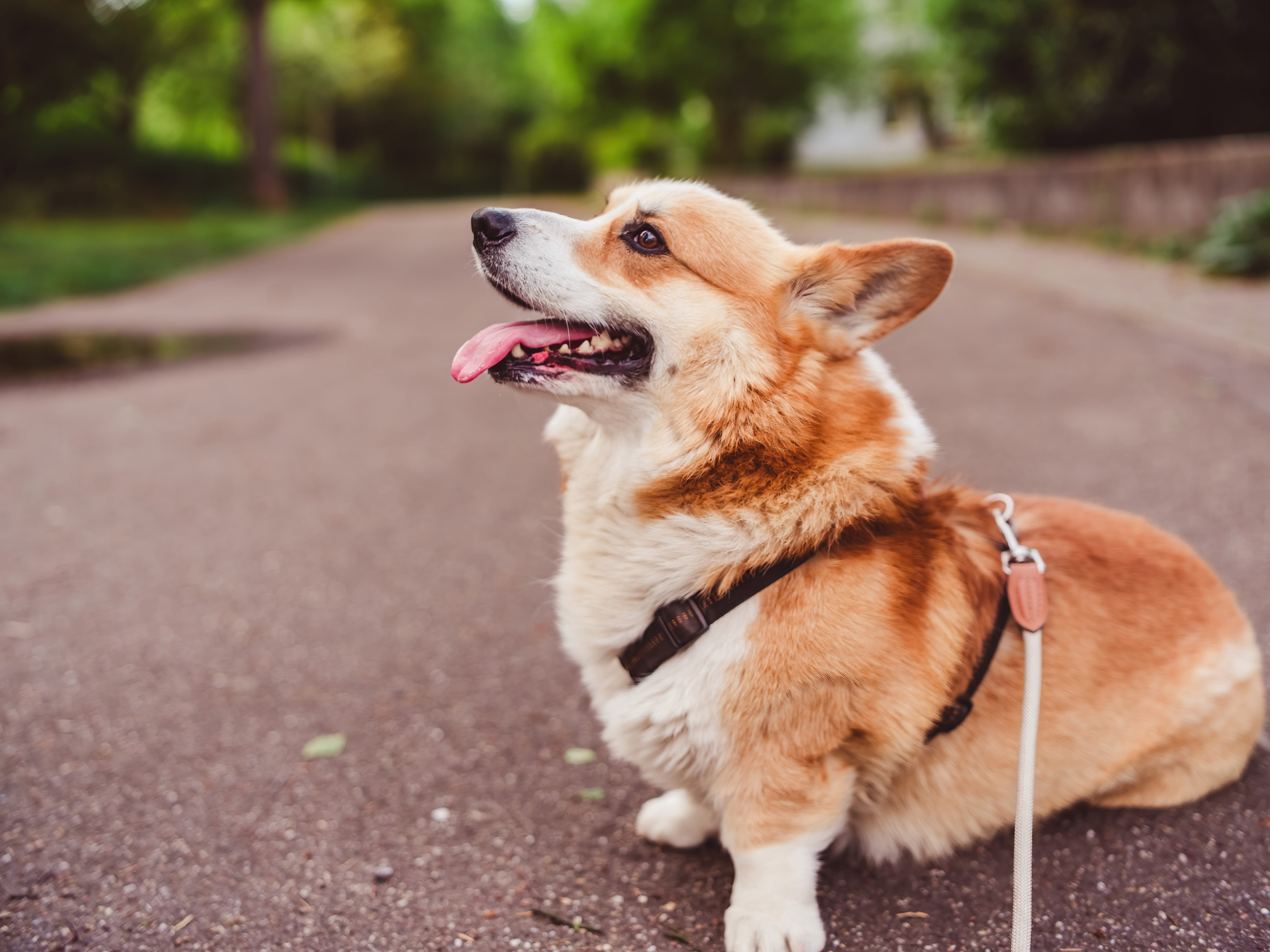 Benji, der Corgi, genießt den Frühlingsspaziergang auf der Elsenzpromenade in Bammental.