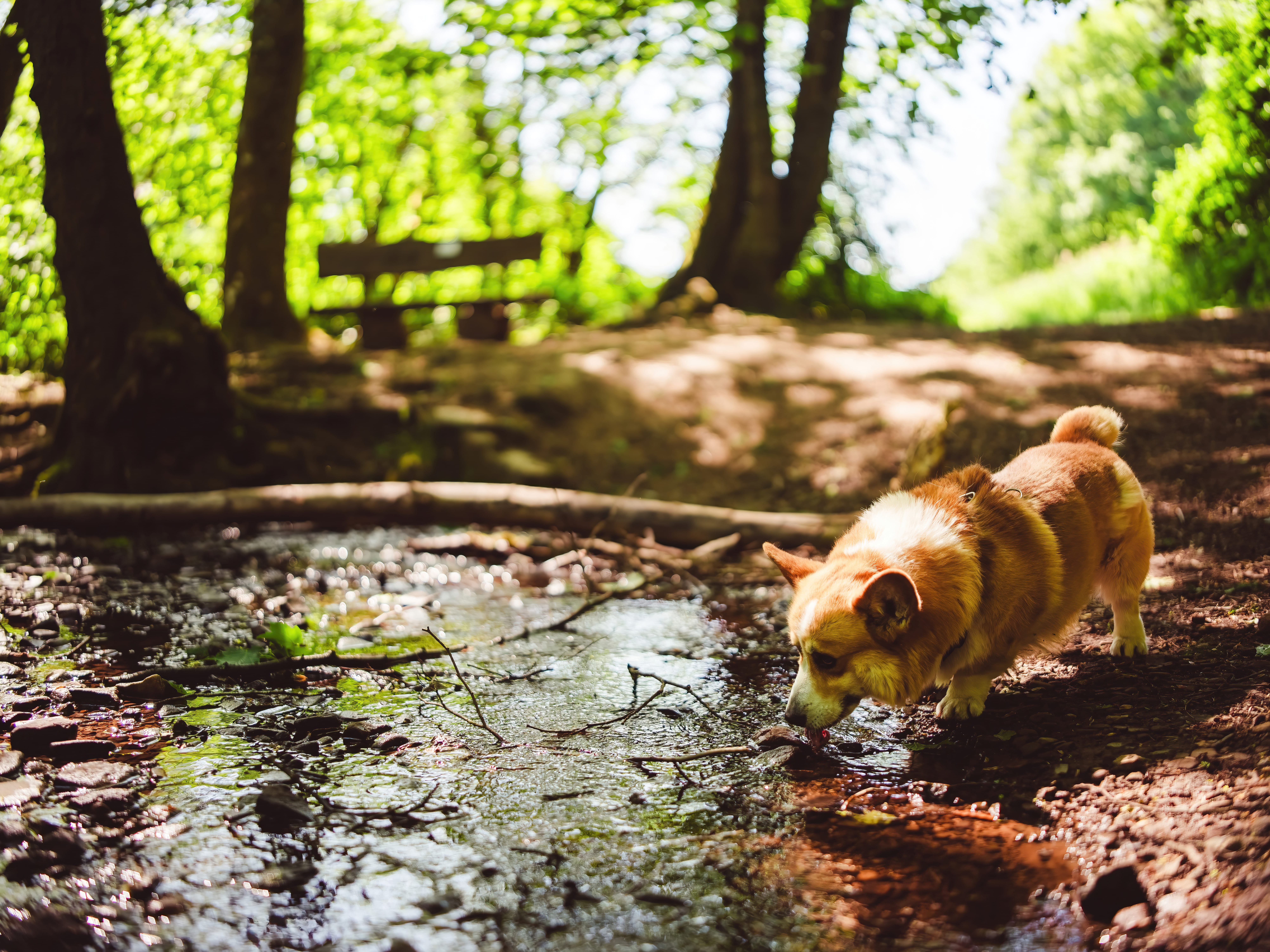 Ein Schluck frisches Quellwasser aus dem Waldbach – Benji und Vierbeiner kommen hier gerne vorbei.