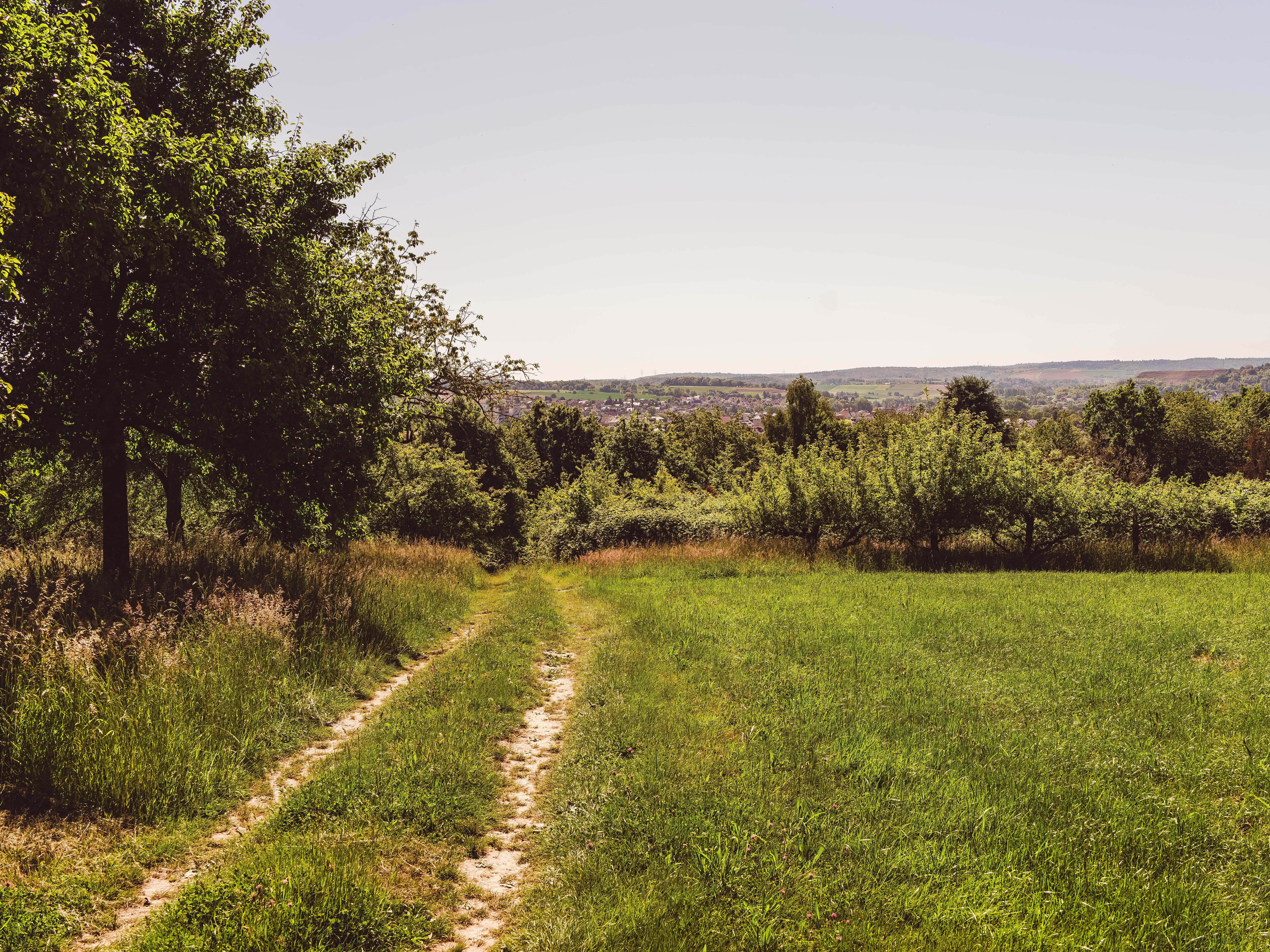 Ein idyllischer Feldweg oberhalb von Bammental, der durch blühende Wiesen zum Waldrand und zu Panoramablicken ins Neckartal führt.